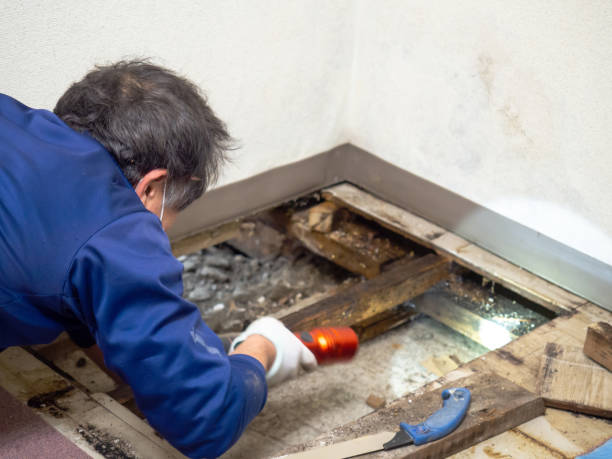 Best Professional Mold Removal  in Omro, WI