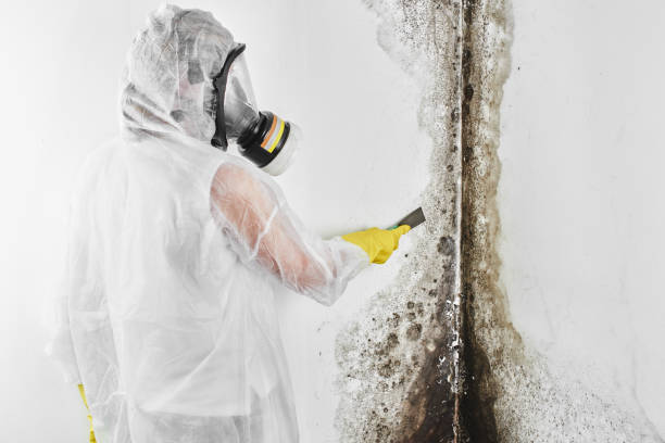 Best Crawl Space Mold Removal  in Omro, WI