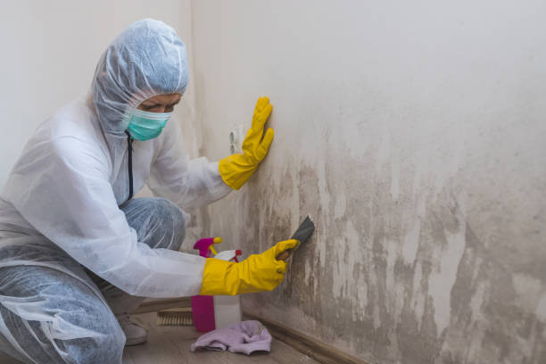 Best Toxic Mold Removal  in Omro, WI
