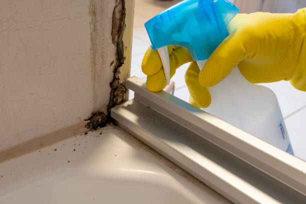 Best Home Mold Removal  in Omro, WI