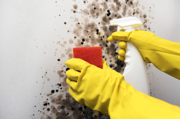 Omro, WI Mold Removal Company