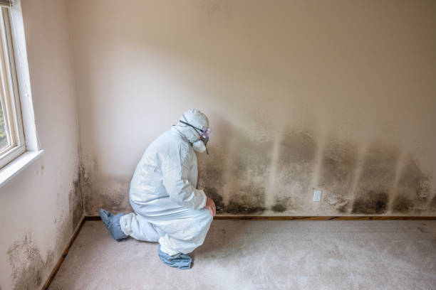 Office Mold Removal Services in Omro, WI